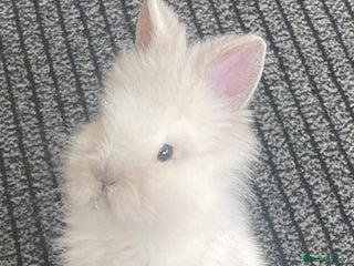 Lionhead rabbits - Advert 11