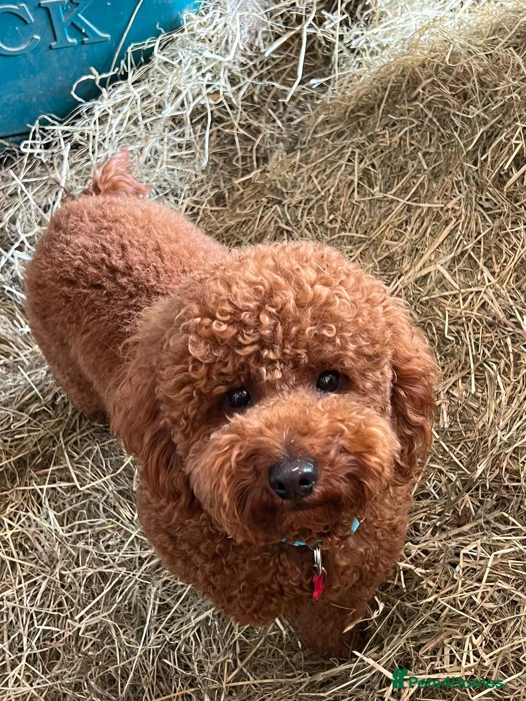 Miniature Poodle dogs for stud: KC FULLY HEALTH TESTED Mini Poodle STUD  in Bacup - Advert 5