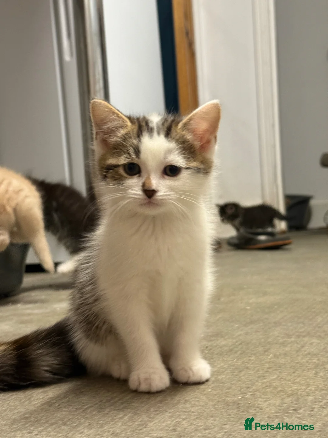 Mixed Breed cats for sale: Lovely kittens looking for their forever home  - Advert 2