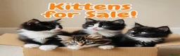 Mixed Breed cats for sale: Mixed Maine Coon Kittens in Richmond - Advert 11