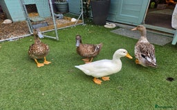 Ducks poultry for sale: 4 ducks looking for new home - Image 1