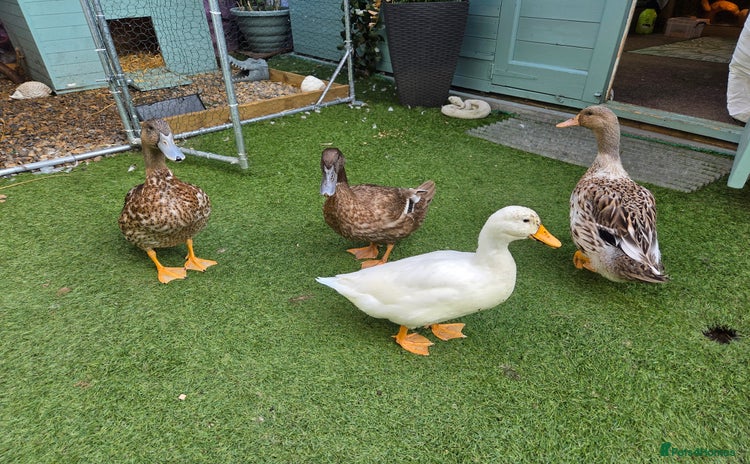 Ducks poultry - Advert 7