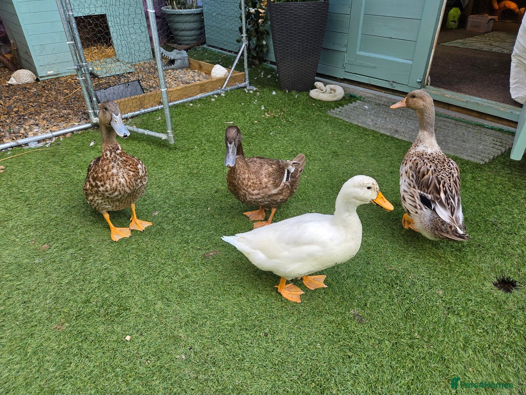 Ducks poultry for sale: 4 ducks looking for new home - Image 1