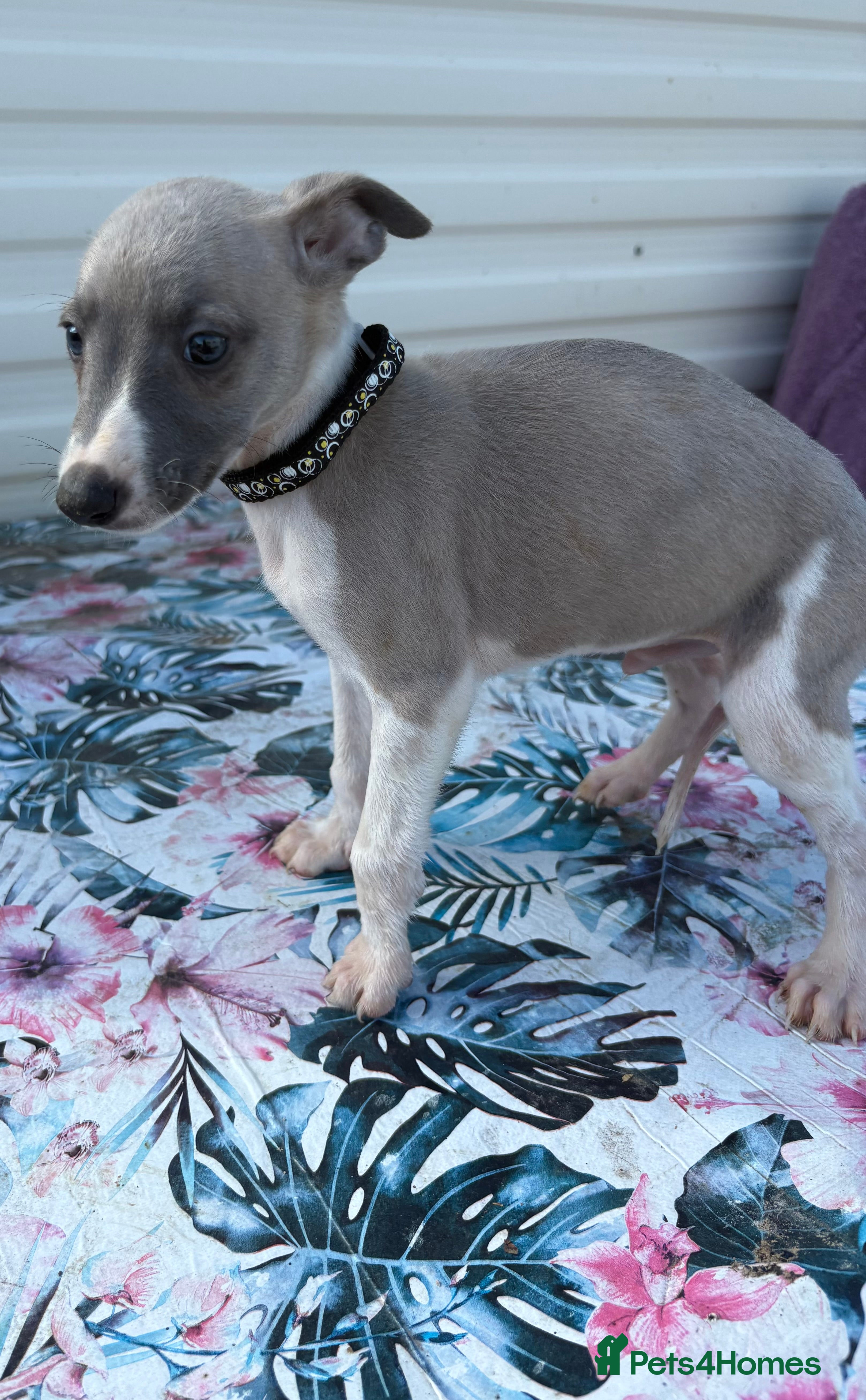 Whippet dogs Beautiful whippet puppies  - Advert 2
