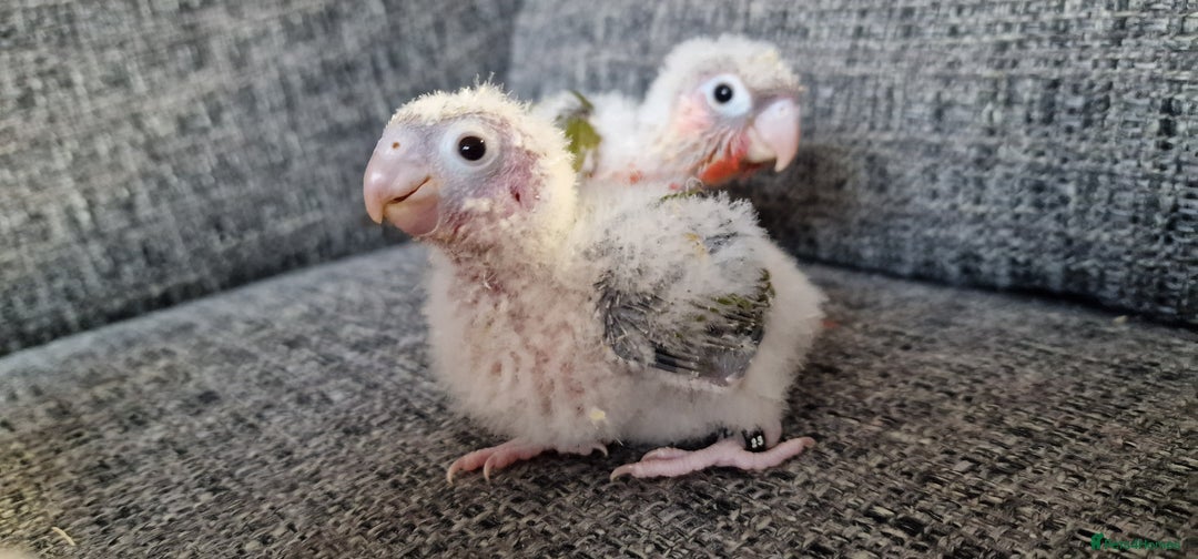 Conures birds for sale: Beautiful fully hand reared conure baby's  - Image 8