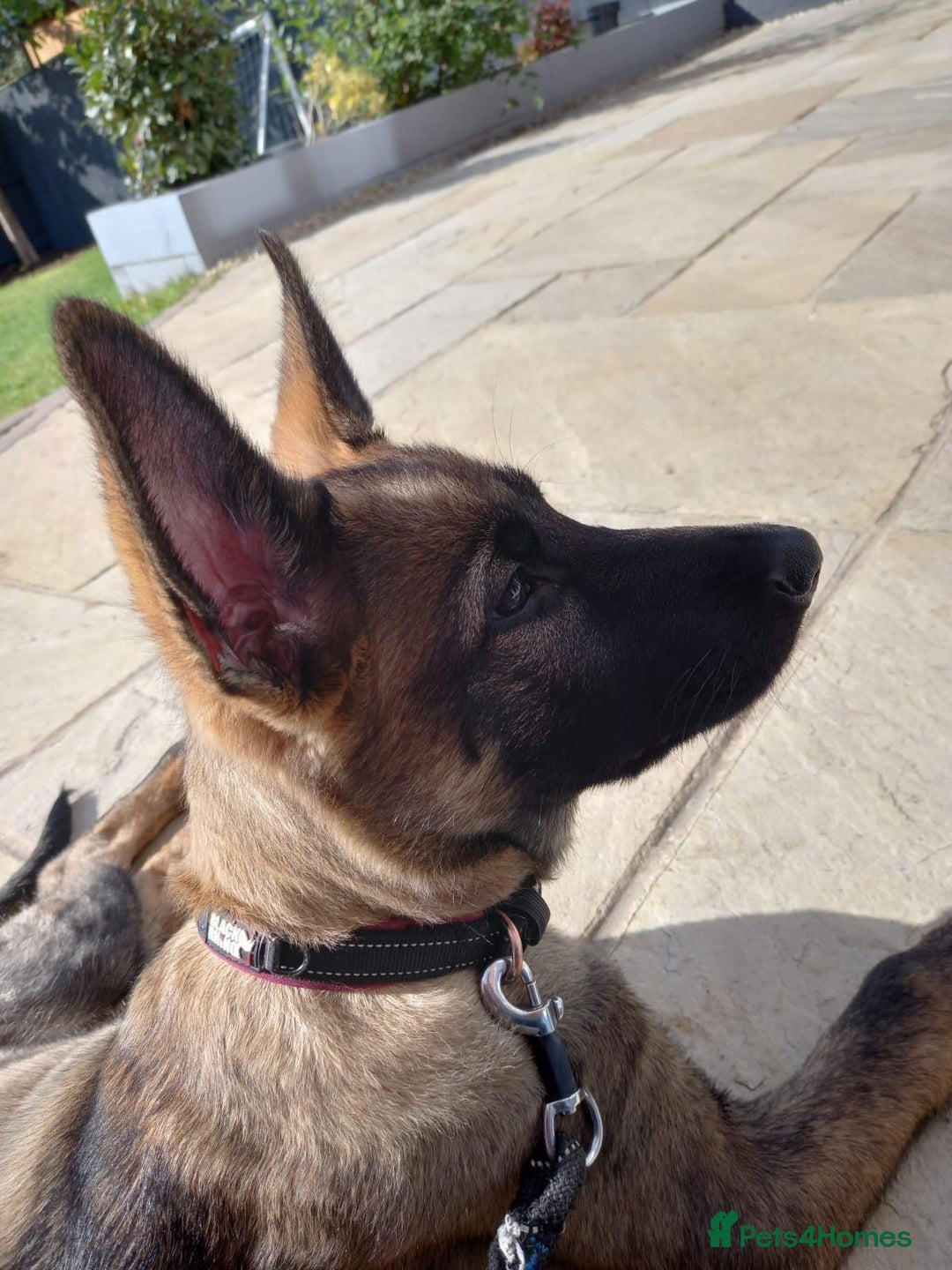 German Shepherd dogs for sale: Stunning Working line German Shepherd - Advert 15