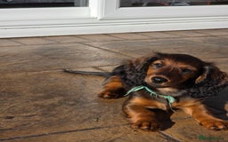 Dachshund dogs for sale: Red long-haired standard dachshund puppies - Image 22