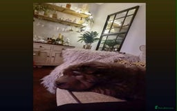 Shar Pei dogs for sale: Bear coat shar pei rehoming needed  - Image 3