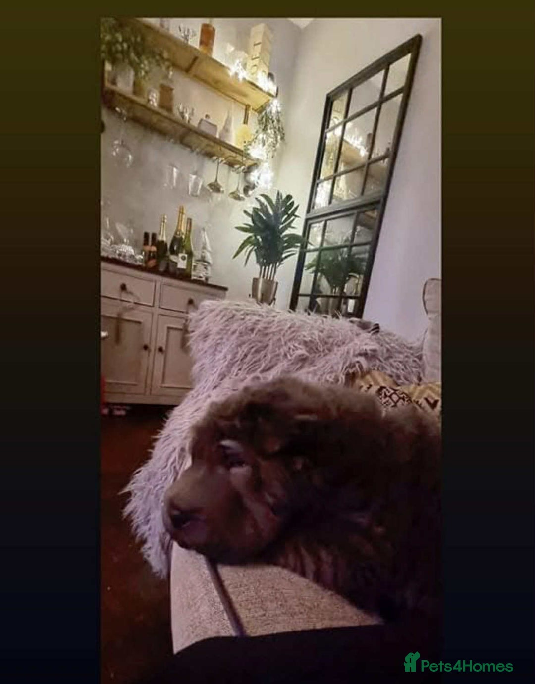 Shar Pei dogs for sale: Bear coat shar pei rehoming needed  - Image 3