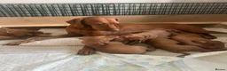 Hungarian Vizsla dogs for sale: Chunky KC Registered Hungarian Vizsla Puppies in Littleborough - Advert 15