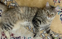 Mixed Breed cats for adoption: PERSE-Norwegian Forrest? -needs a garden SPAYED - Image 4