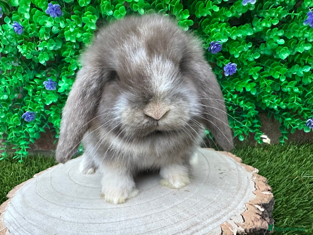 Mini Lop rabbits for sale: Stunning mini lop bunnies ready to reserve  - Advert 2