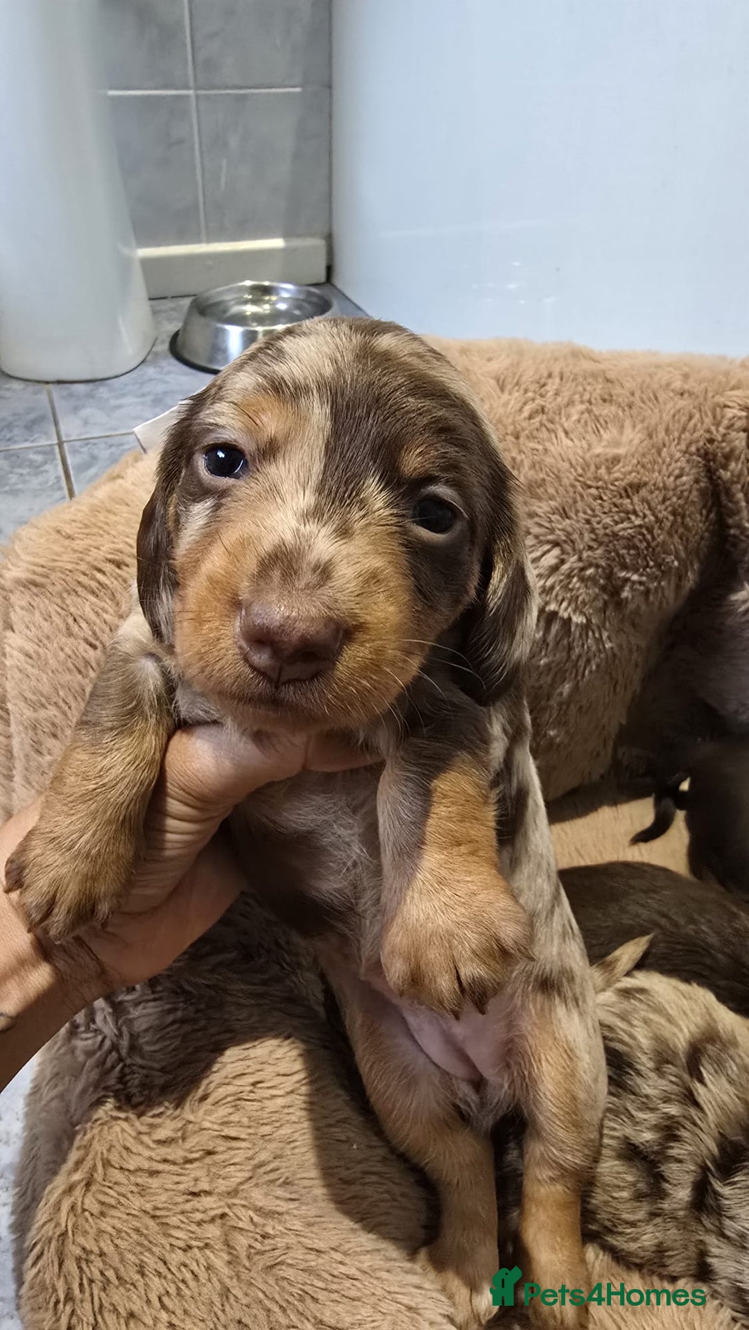 Miniature Dachshund dogs for sale: ❤️Longhair and wirehair sausages❤️ - Advert 3