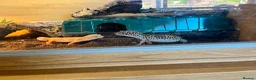 Leopard Gecko reptiles for sale: Two female Gekcos and 3ft viv  - Advert 1