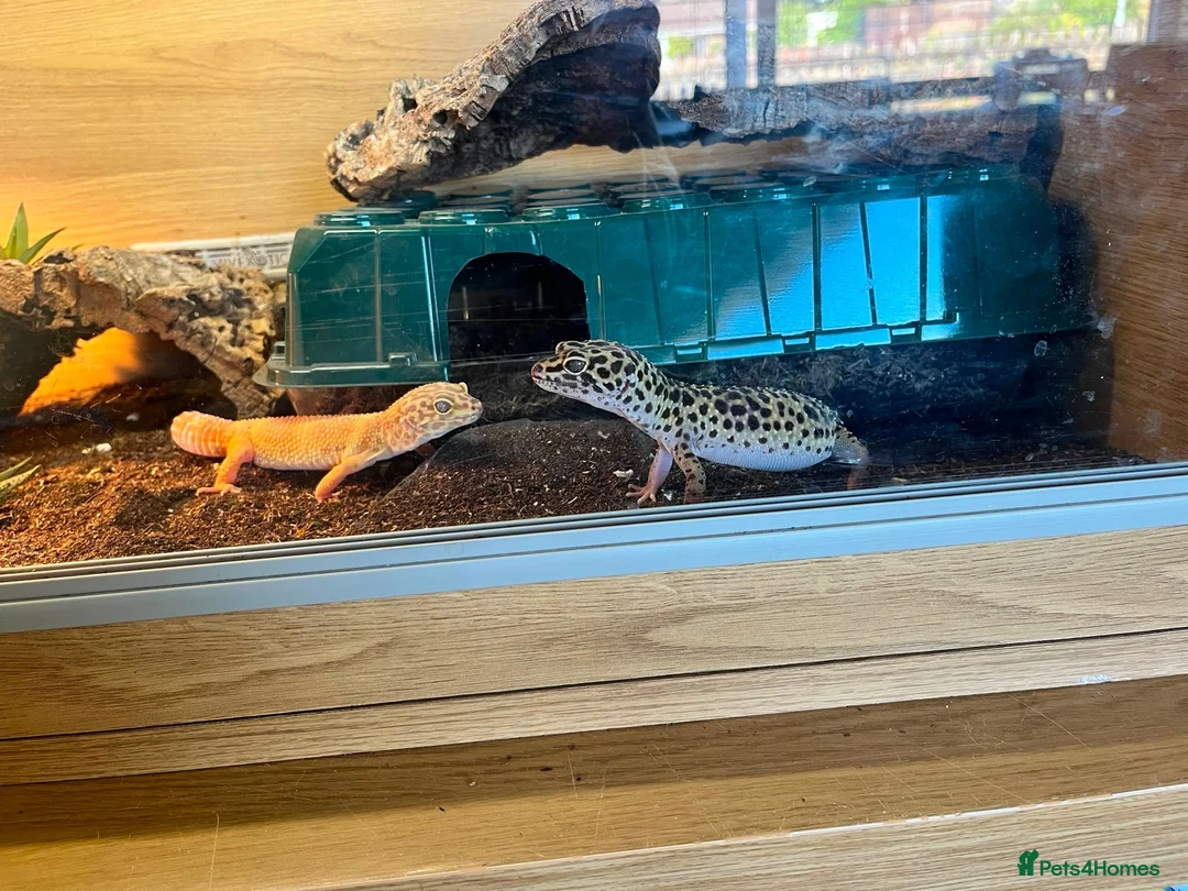 Leopard Gecko reptiles for sale: Two female Gekcos and 3ft viv  - Advert 1