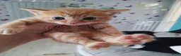 Burmese cats for sale: Andrea - Advert 5