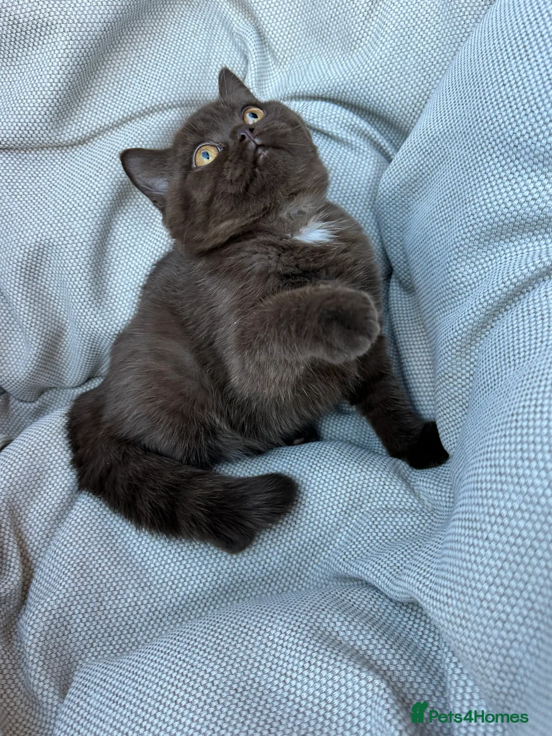 British Shorthair cats for sale: British Shorthair Chunky Chocolate Kittens🐻 - Advert 22