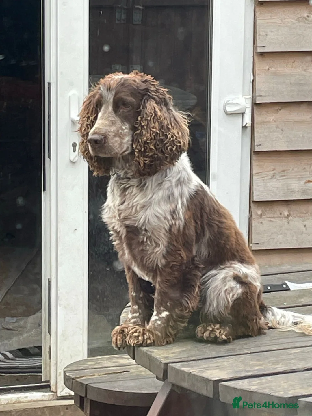 Cocker Spaniel dogs for stud: ♠️Vonrockas Ace of Spades of Arihzans♠️ in Aldershot - Advert 2