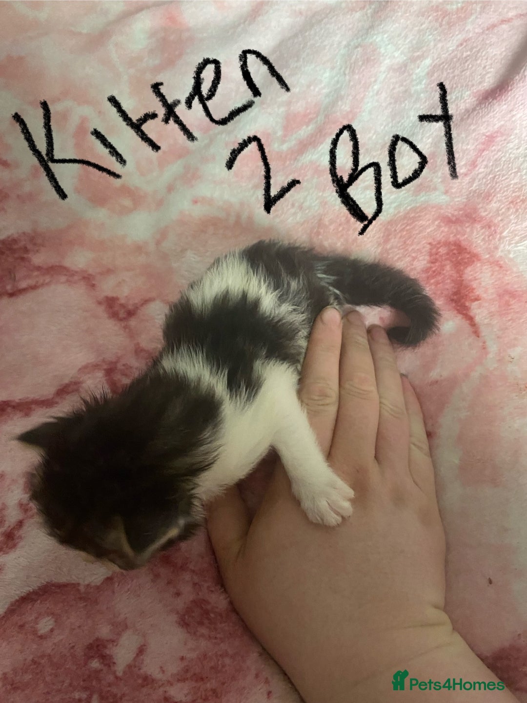 Maine Coon cats for sale: MI have 6 BEAUTIFUL kittens for sale🩷 - Image 7