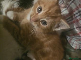 Munchkin cats Cute little munchkin kitten ready to go - Advert 4