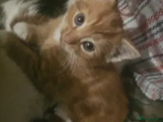 Munchkin cats Cute little kitten ready to go - Advert 4