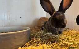 Mixed Breed rabbits for sale: Mixed baby rabbits  - Image 6
