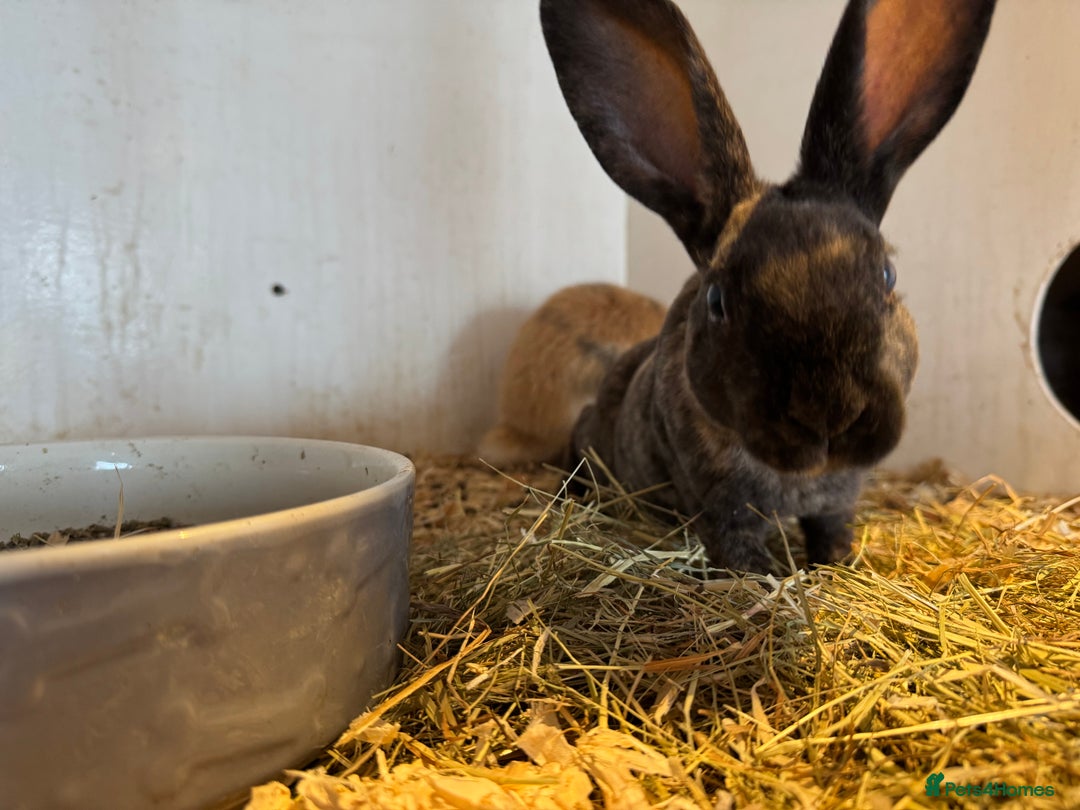 Mixed Breed rabbits for sale: Mixed baby rabbits  - Image 6