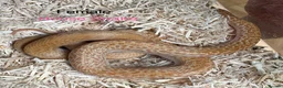 Snake reptiles for sale: Mixed Snakes - Advert 17