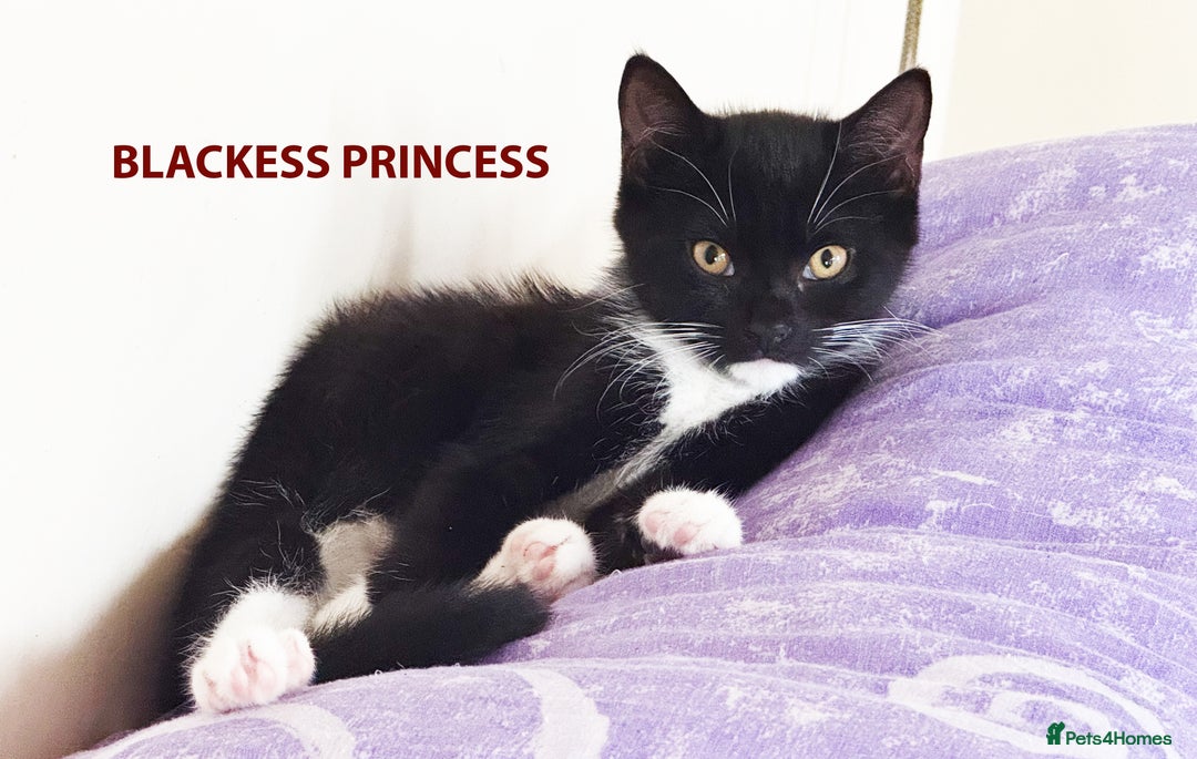 British Shorthair cats for sale: HEALTHY AND LOVING KITTEN FOR REHOUSING. - Image 3