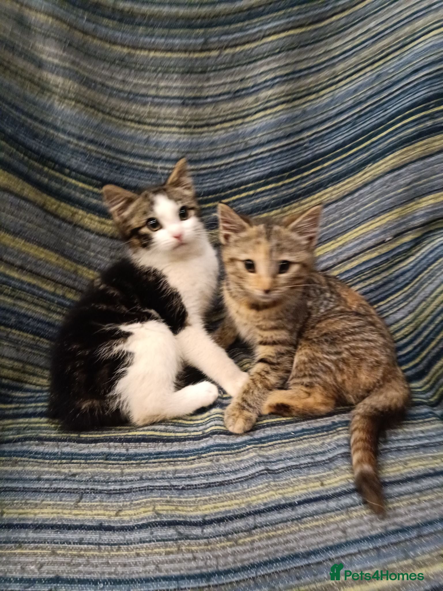Mixed Breed cats 4 adorable friendly kittens 2 female, 2 male.  - Advert 1