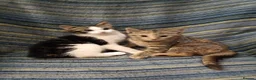 Mixed Breed cats for sale: 4 adorable friendly kittens 2 female, 2 male.  - Advert 1