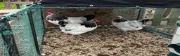 Mixed Breed poultry for sale: Runner Ducks and Bantams - Advert 5