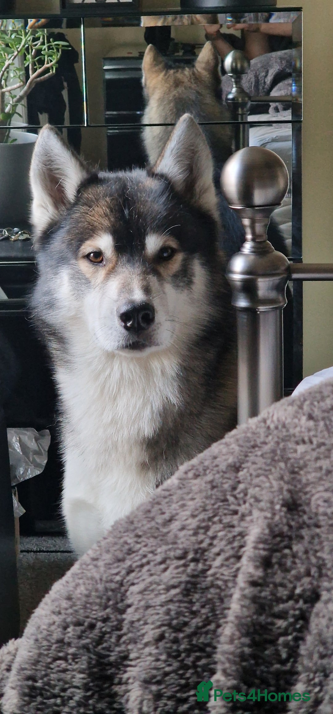 Huskita dogs for stud: Handsome Booboo in Stockport - Image 12