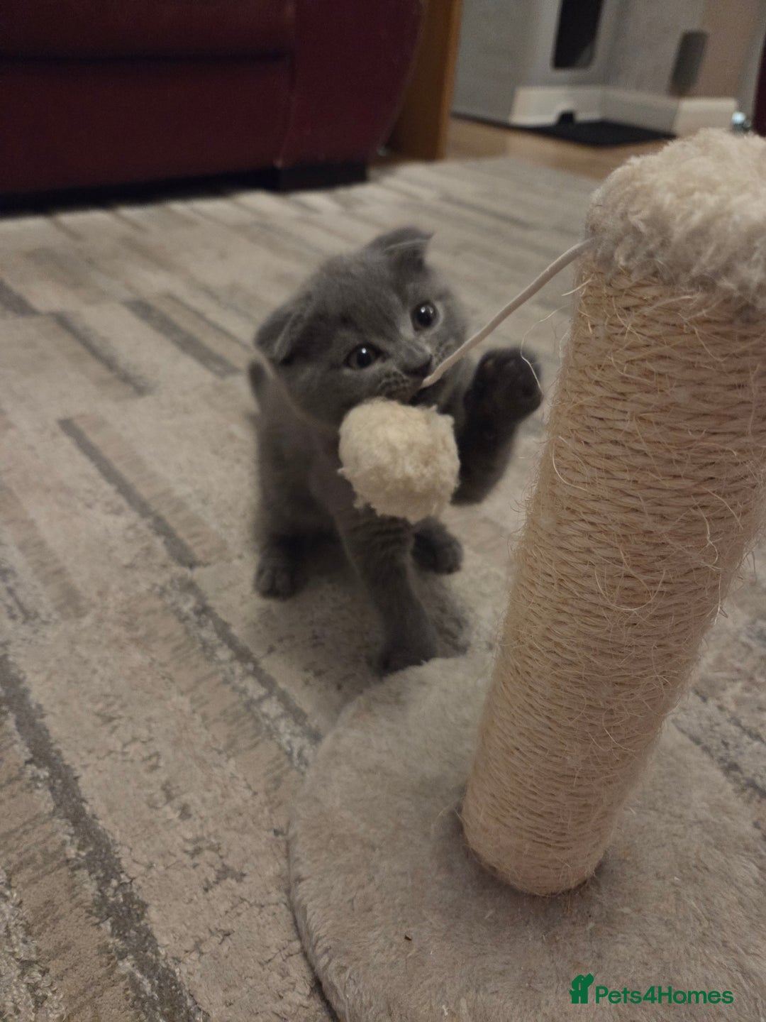 Scottish Fold cats for sale: Scotish fold/straight kittens 😸  - Advert 7