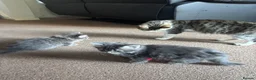 Mixed Breed cats for sale: 1 GREY KITTEN LEFT FOR SALE  - Advert 11