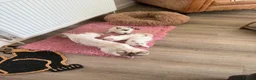 Ragdoll cats for sale: Ragdoll kittens  - Advert 12