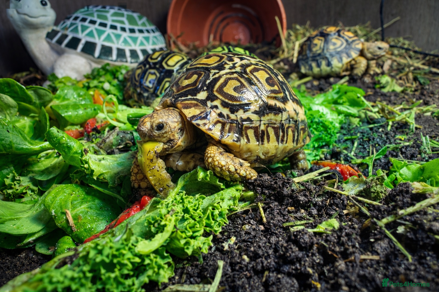 Tortoise reptiles BABY LEOPARD TORTOISES & SET UPS AVAILABLE NOW - Advert 1