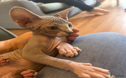 Sphynx cats for sale: Beautiful lot of Sphynx kittens from family pets - Image 1