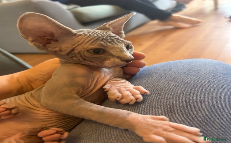Sphynx cats - Advert 16