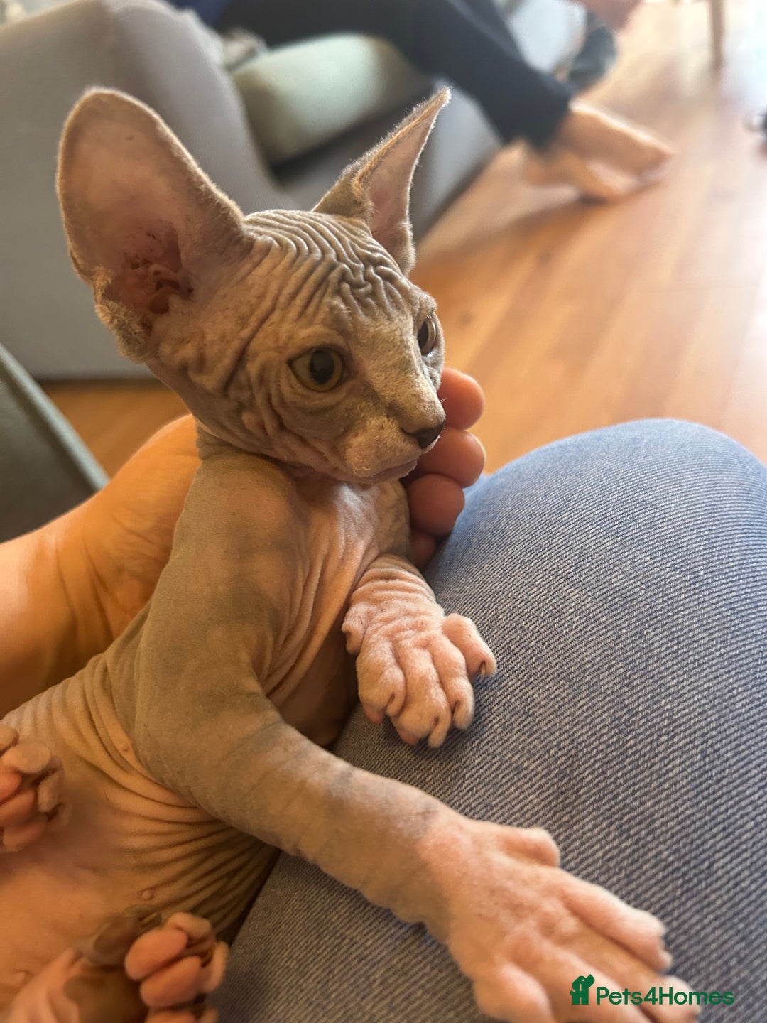 Sphynx cats for sale: Beautiful lot of Sphynx kittens from family pets - Image 1