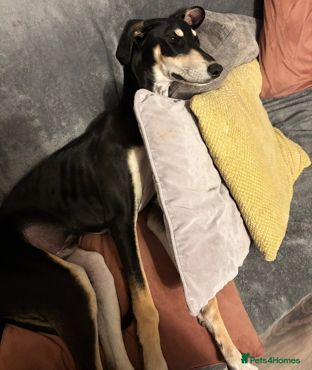 Mixed Breed dogs for sale: Male saluki cross  - Advert 1