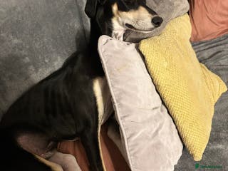 Mixed Breed dogs Male saluki cross - Advert 7