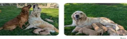Golden Retriever dogs for sale: Lovely lively girl “Wincy” in West Malling - Advert 3