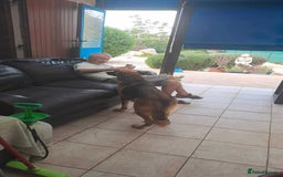 Mixed Breed dogs for adoption: Jessica stunning German Shepherd  - Image 7