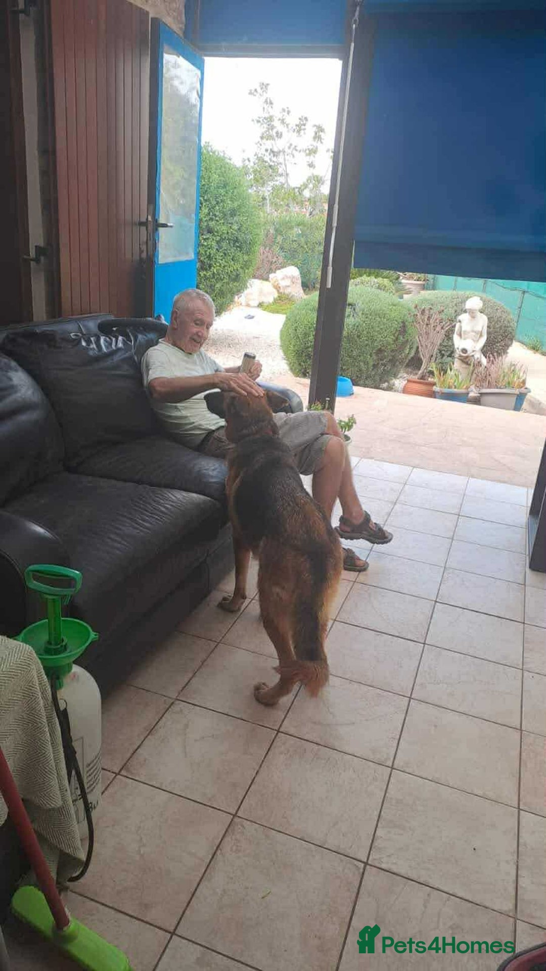 Mixed Breed dogs for adoption: Jessica stunning German Shepherd  - Image 7