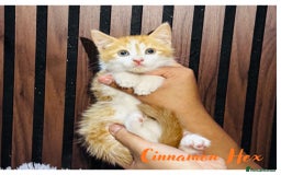 Mixed Breed cats for sale: 🎃 4 Pumpkin Gingers & 2 Phantom Kittens 👻 - Image 10