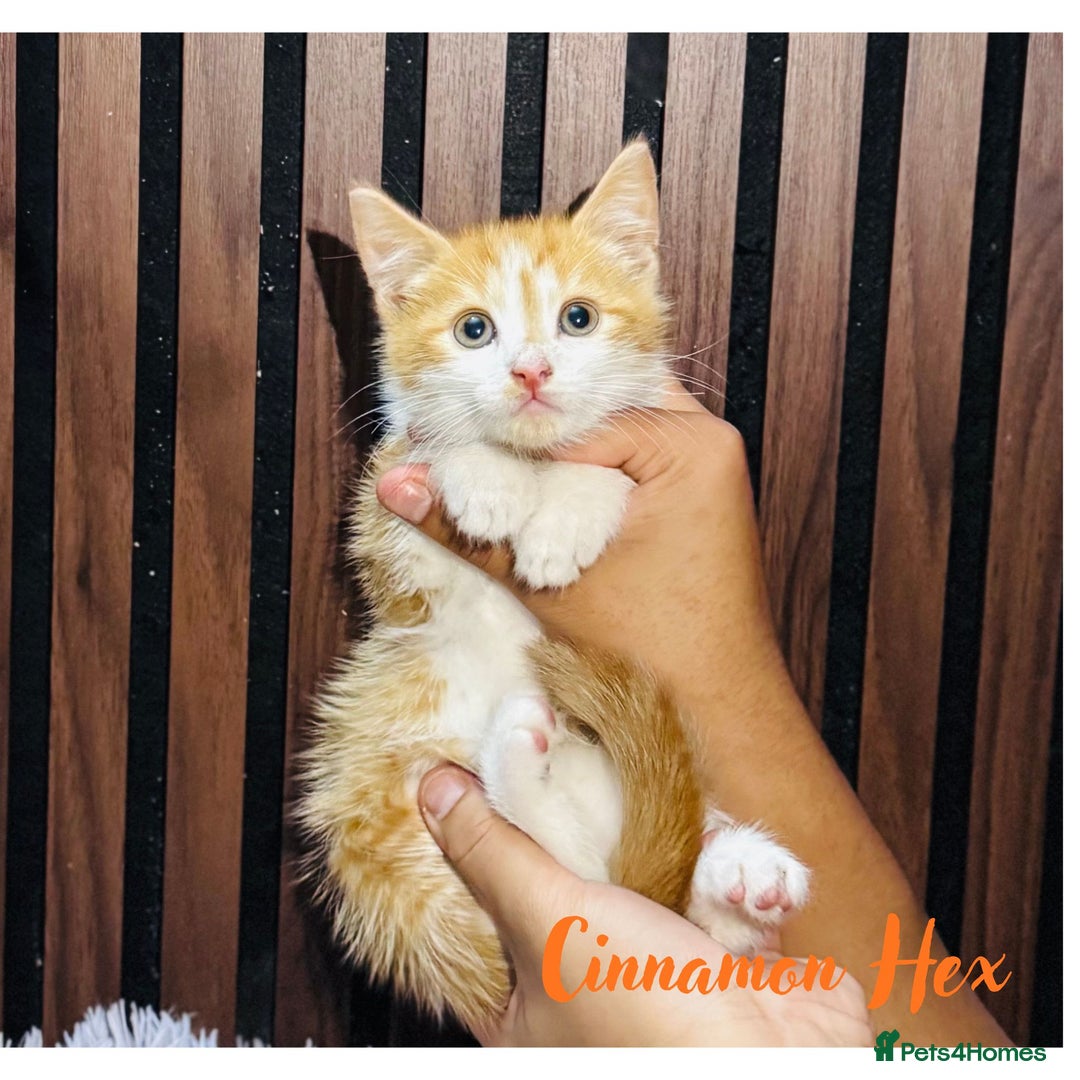 Mixed Breed cats for sale: 🎃 4 Pumpkin Gingers & 2 Phantom Kittens 👻 - Image 10