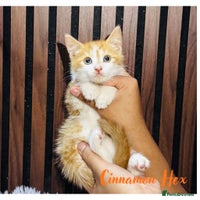 Mixed Breed cats - Advert 5