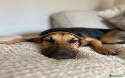 Bloodhound dogs for sale: Bloodhound  - Image 5