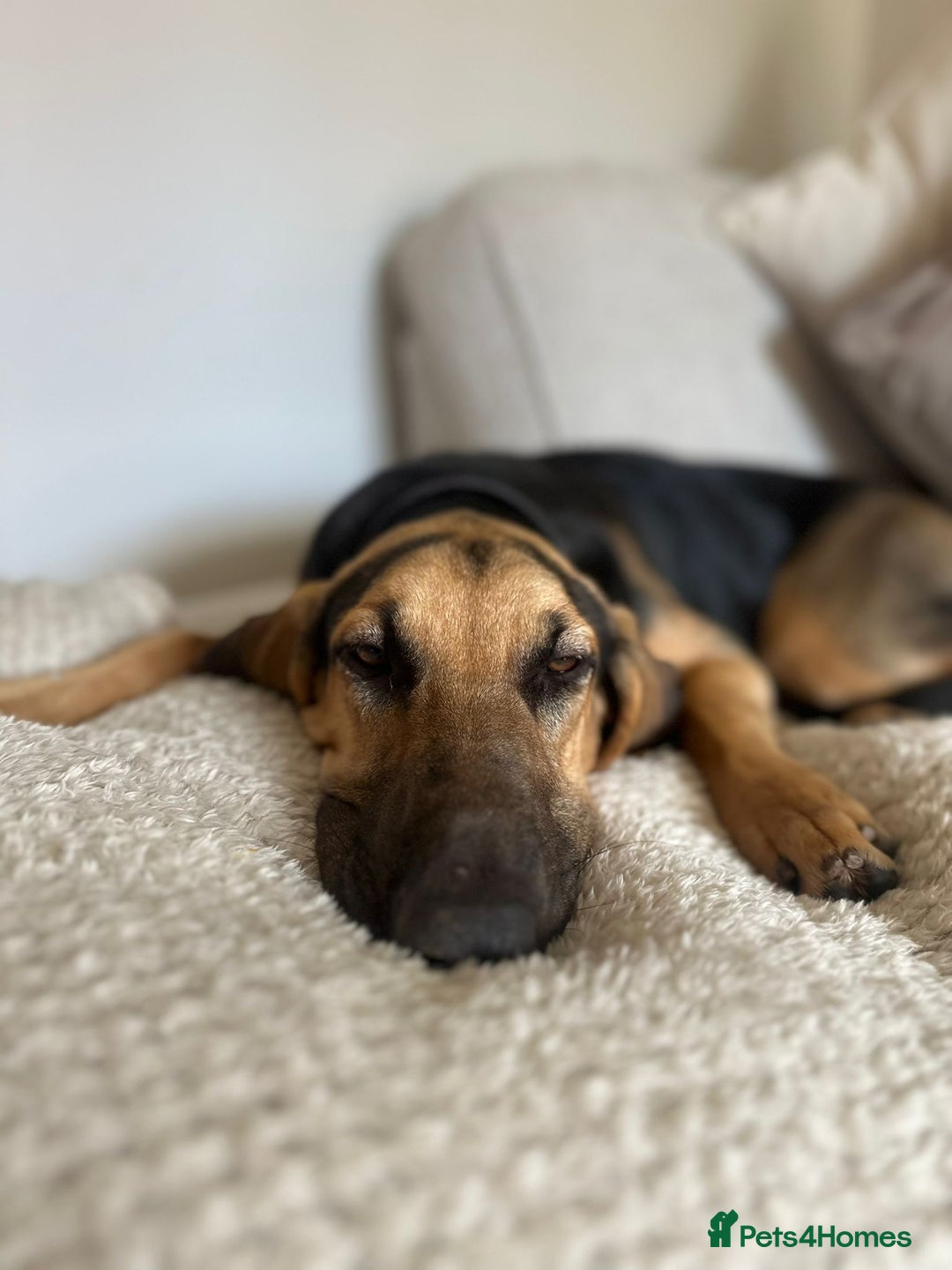 Bloodhound dogs for sale: Bloodhound  - Image 5